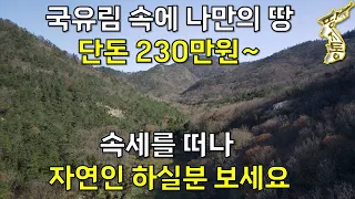 국유림 100만평 속에 나만의 땅~451평 단돈230만원 속세를 떠나 자연인 하실분 보세요[땅지통]