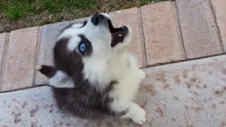 Puppies Learning to Howl