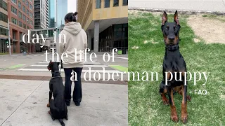day in the life of a doberman puppy | +FAQ | pet vlog