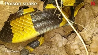 Dig a cave to catch snakes episode 16: Catch 02 poisonous snakes in Vietnam| Hunting Snakes