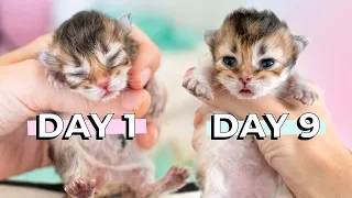 Kitten Opens His Eyes 9 Days After Birth | British Longhair Black Golden Shaded Kitten | Slow Motion