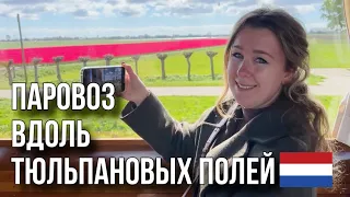 Паровоз вдоль полей с тюльпанами в Нидерландах.