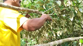 Paano mag pruning sa durian na hindi pa namumunga-Durian Farm Davao City