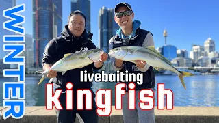 Winter Kingfish: Live Bait Success in Sydney Harbour