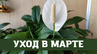 Женское Счастье (Спатифиллум), Уход в Марте