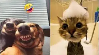 Funniest Animal Videos 😆 Try Not To Laugh Cats And Dogs 🤣 Charlie #6