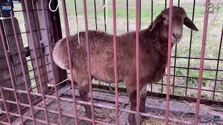 Wolf hunting. A hunter lures a wolf using a ram as bait