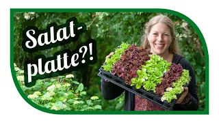 Salate anbauen | Schritt für Schritt Anleitung | Aussaat, Pikieren und Pflanzung