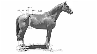 Diagnosis of stifle diseases in horses using acupoints pressuring.