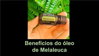 Benefícios do óleo de Melaleuca (Tea Tree)