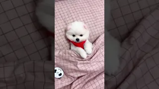 [Tiktok] Funny and Cute Pomeranian dog #129 #Shorts