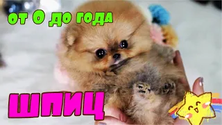 Как растёт и развивается шпиц от рождения до года 🐶💝😘