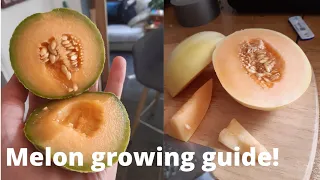 How I've grown melons outside in the UK