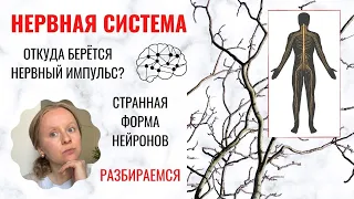 НЕРВНАЯ СИСТЕМА: КАК УСТРОЕНА? КАК ВЫГЛЯДИТ НЕЙРОН? НЕРВНЫЕ ИМПУЛЬСЫ И НЕЙРОМЕДИАТОРЫ.