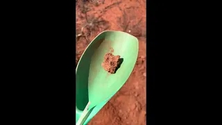 Gold nuggets found in Outback Western Australia. Metal detecting an old patch nice big nugget