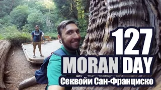 Moran Day 127 - Секвойи Сан-Франциско