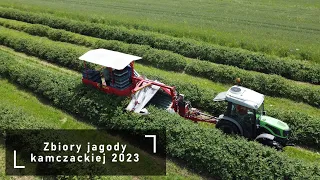 Haskap harvest 2023 with Joanna-5 Premium
