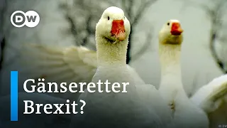 Großbritannien gegen die EU: Streit um Foie gras nach Brexit | Fokus Europa