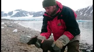 Arctic fox journeys from Norway to Canada