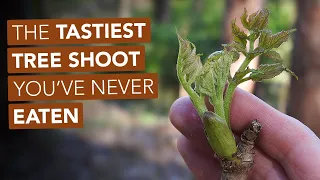 The Tastiest Tree Shoot You've Never Eaten