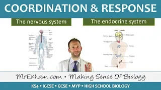 Coordination and Response - GCSE Biology (9-1)