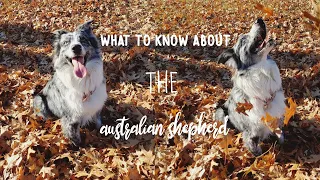 UNDERSTANDING AN AUSTRALIAN SHEPHERD