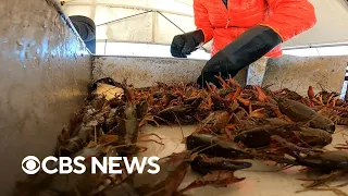 Crawfish shortage impacts Louisiana's economy