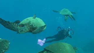 Mala Wharf Dive Site in Maui