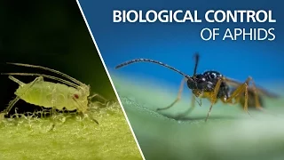 Biological control of aphids - Aphidius colemani