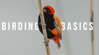 Birding Basics | 5 Tips for BEGINNER Birders