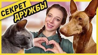 КАК ПОДРУЖИТЬ КОШКУ С СОБАКОЙ | Как я познакомила своих котов с 3-мя собаками (часть 1)