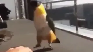 Попугай танцует лезгинку