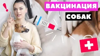 ВАКЦИНАЦИЯ СОБАК | ДЕЛАЕМ ПРИВИВКИ: график прививок, выбор вакцины, подготовка и карантин