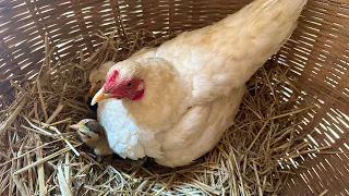 Amazing Chicken Hatching In Nest