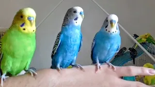 Budgies on My Hand