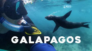 We swam with SEA LIONS in the Galapagos!