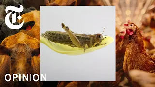 The Case For Edible Insects | NYT Opinion