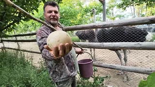 CIRC CU PUII DE STRUȚ PRIN OGRADĂ 🙆CARAS PRĂJIT CU SARAMURĂ