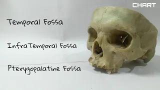 Temporal, Infra Temporal, Pterygo Palatine Fossa | Part 1 | The Charsi of Medical Literature