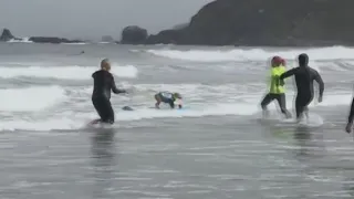 Annual Dog Surfing Championships held in Pacifica