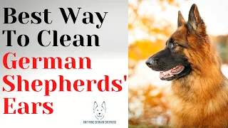 Best Ways to Clean A German Shepherd’s Unique Ears