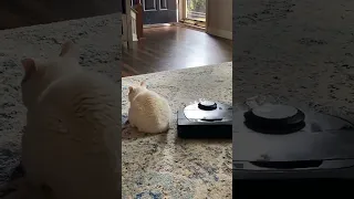 Cat Watching TV Stays Still and Ignores Robotic Vacuum Cleaner - 1435653