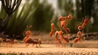Teamwork   Ants