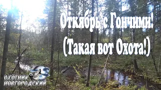 Октябрь с Гончими!(Такая вот Охота!)