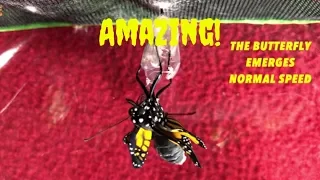 Amazing caterpillar to butterfly transformation Part 2”