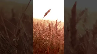 No Copyright videos clips || Wind Blowing through a Wheat Field  || for content creator || NCVC