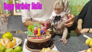 Monkey SinSin's special birthday party begins