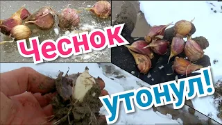 Как укоренился чеснок?/Новый эксперимент