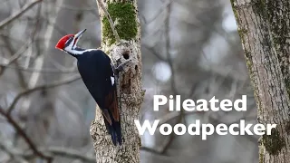 Pileated Woodpecker Drama!