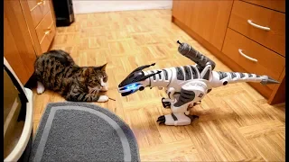 Cats Are Playing With RC Dinosaur